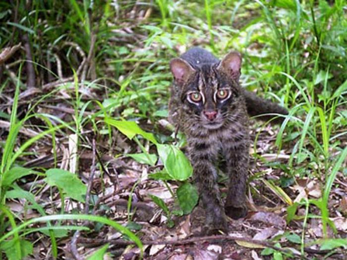 Кошка Иримото Кошка Иримото