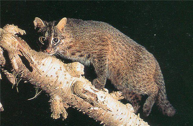 Кошка Иримото Кошка Иримото