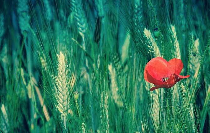 20 фотографий, на которых цвет — это главное