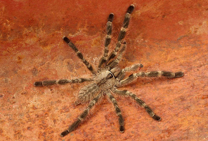 15 самых опасных пауков в мире 15 самых опасных пауков в мире