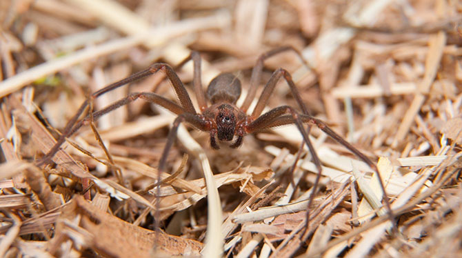 15 самых опасных пауков в мире 15 самых опасных пауков в мире