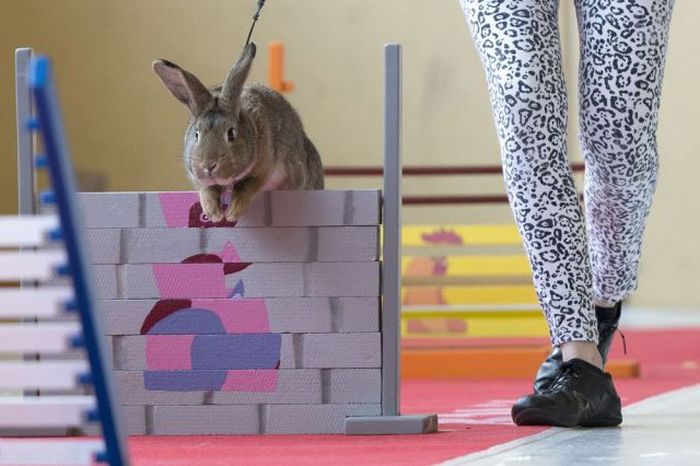 Порция картинок