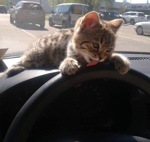 Порция картинок