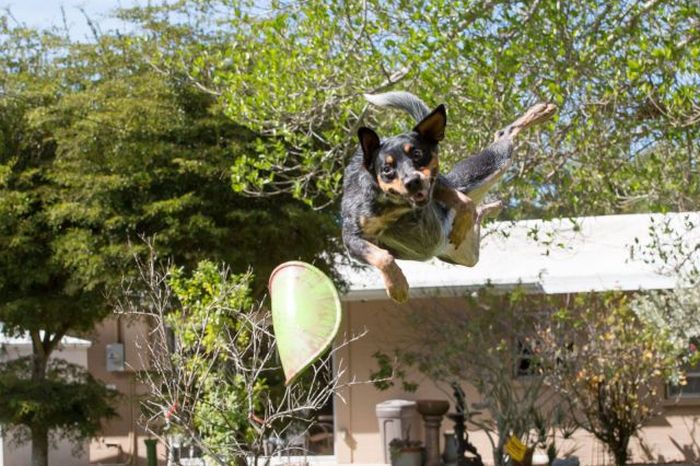 Порция картинок