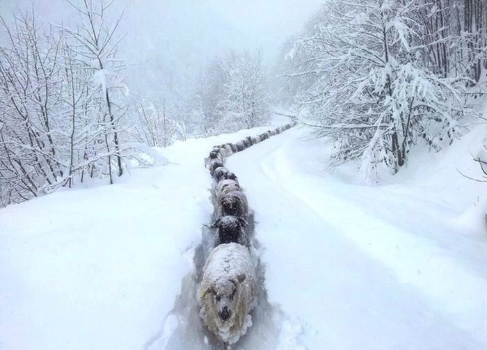 Порция картинок