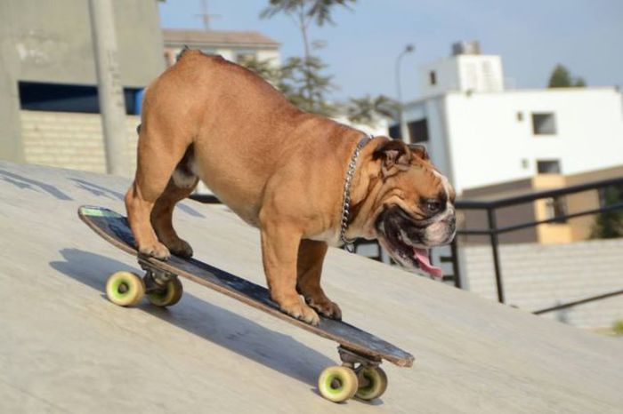 Порция картинок