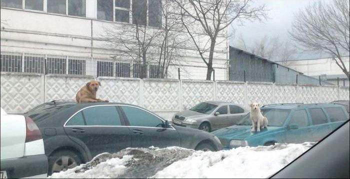 Авто-юмор. Часть 6 (40 фото)