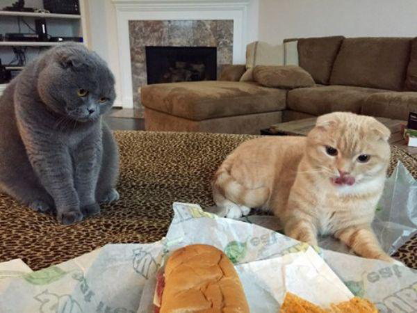 Забавные и симпатичные котики
