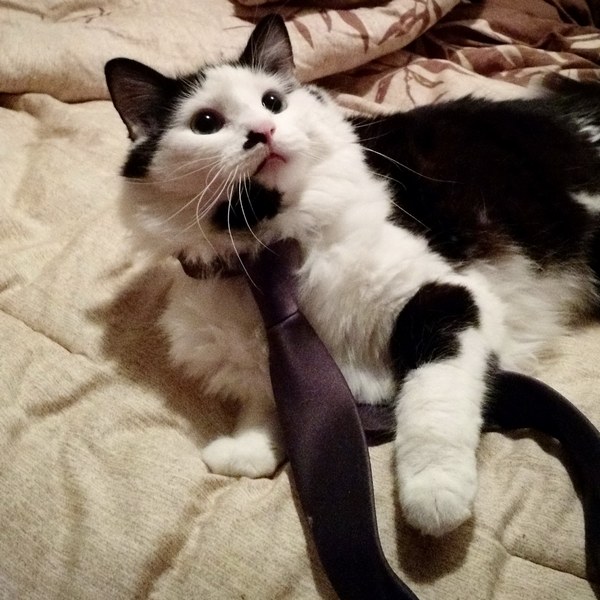 Забавные и симпатичные котики
