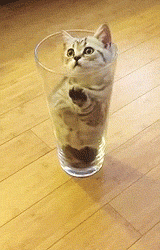 Забавные и симпатичные котики