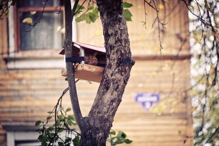 Прикольные картинки
