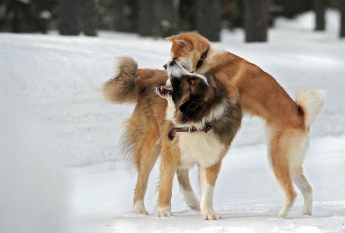 Собаки и их Путин (6 фото)