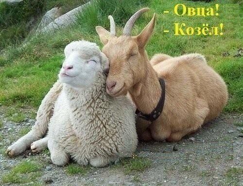 Прикольные картинки (75 фото)