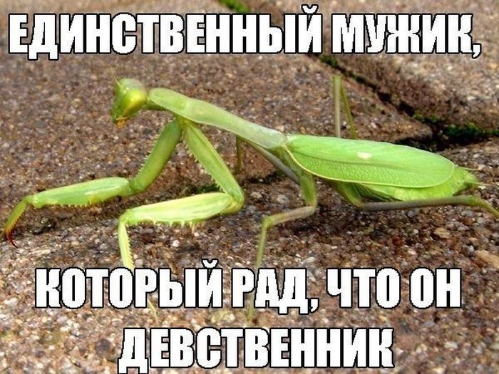 Прикольные картинки