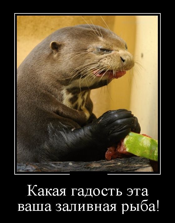 Демотиваторы