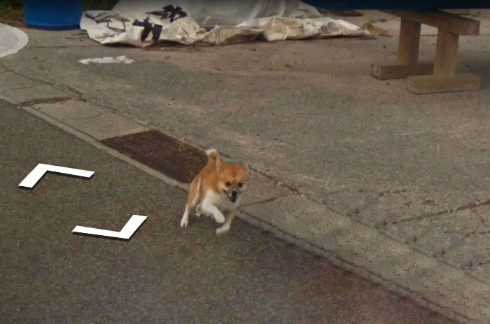 Пес погнался за машиной Google Street View и попал на все кадры