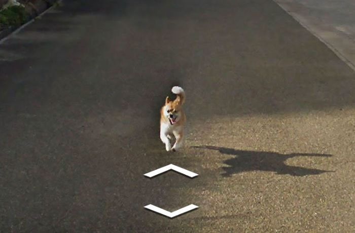 Пес погнался за машиной Google Street View и попал на все кадры