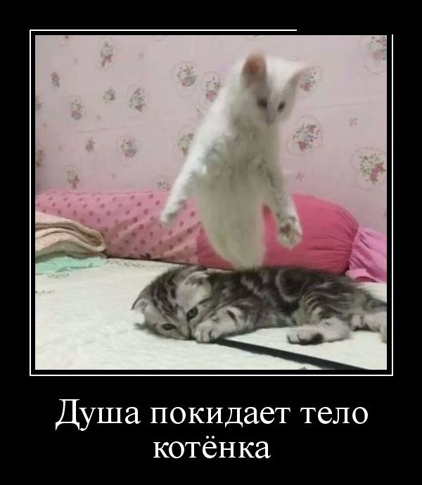 Демотиваторы