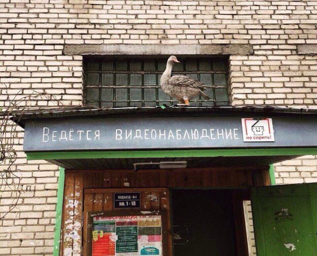 Приколы с наших просторов