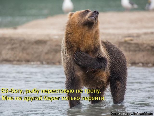Лучшие котоматрицы недели