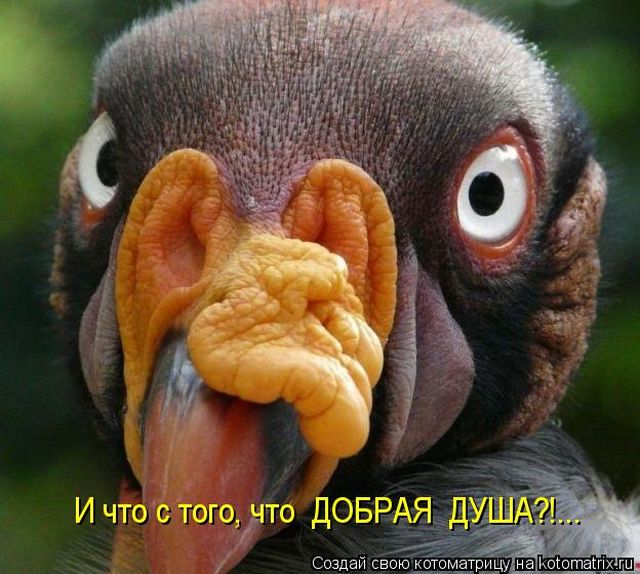 Лучшие котоматрицы недели