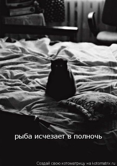 Лучшие котоматрицы недели