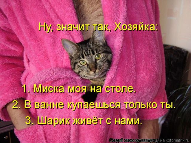 Лучшие котоматрицы недели