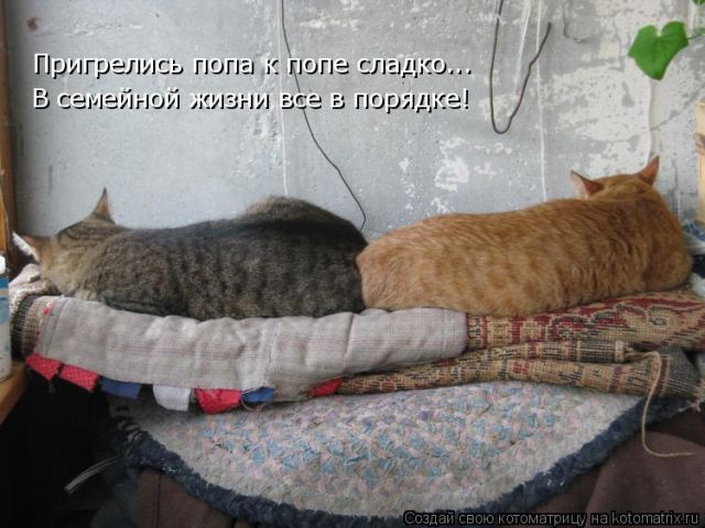 Лучшие котоматрицы недели