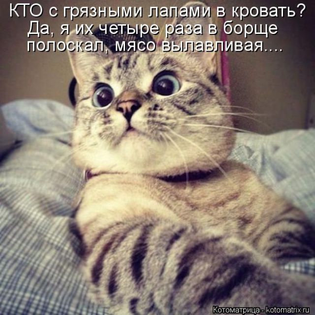 Лучшие котоматрицы недели