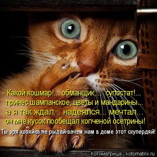 Лучшие котоматрицы недели