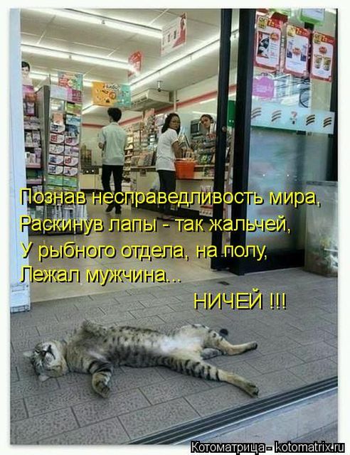 Лучшие котоматрицы недели