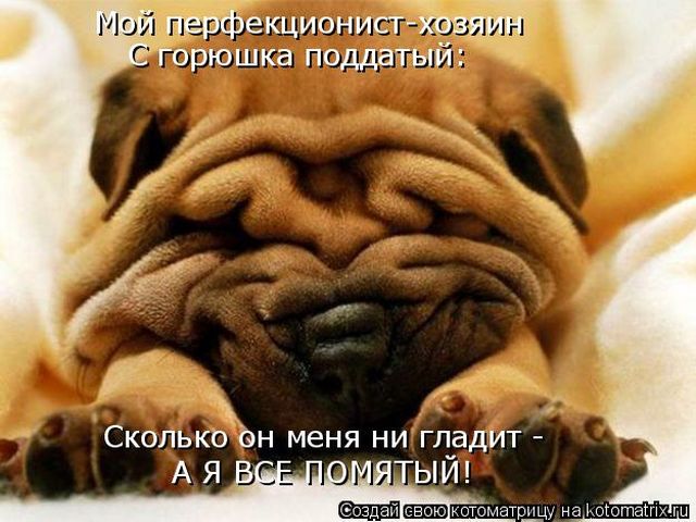 Лучшие котоматрицы недели