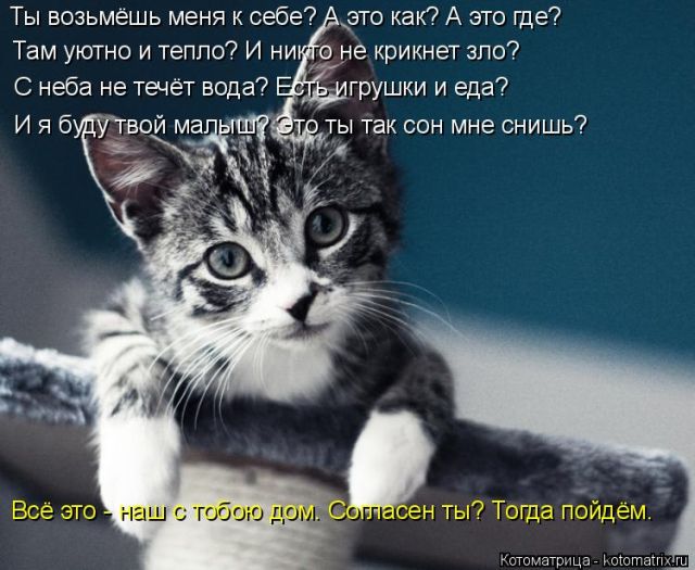 Лучшие котоматрицы недели