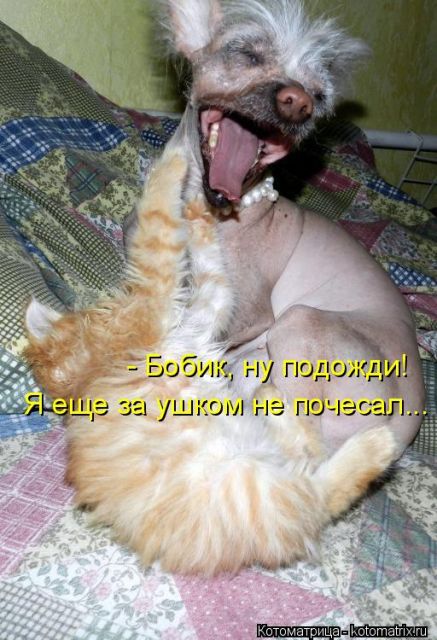 Лучшие котоматрицы недели