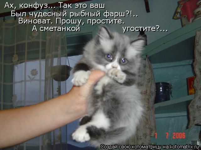 Лучшие котоматрицы недели