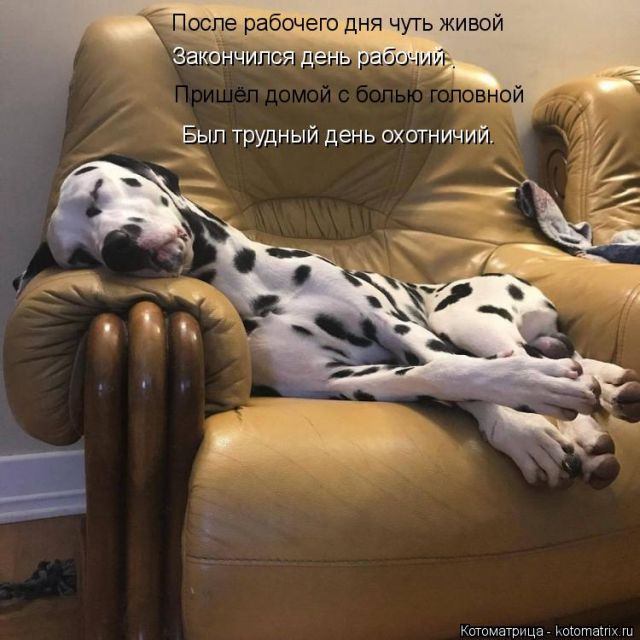 Лучшие котоматрицы недели