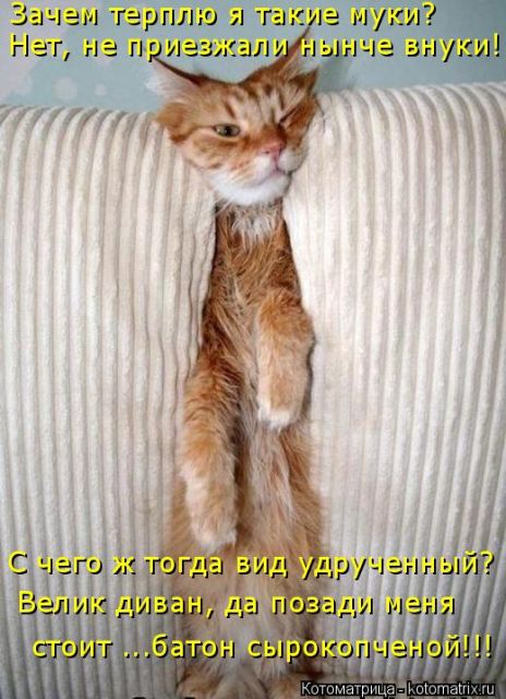 Лучшие котоматрицы недели