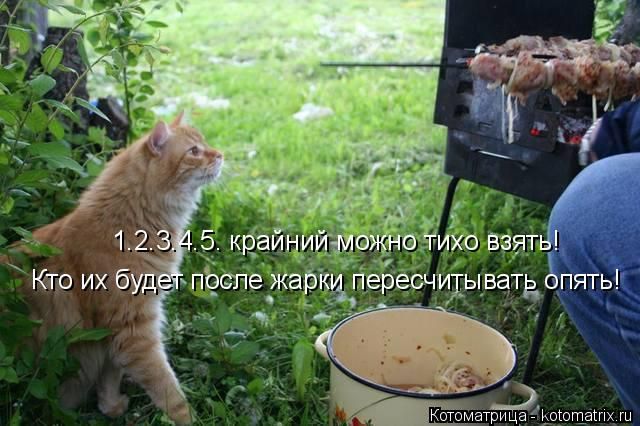 Лучшие котоматрицы недели