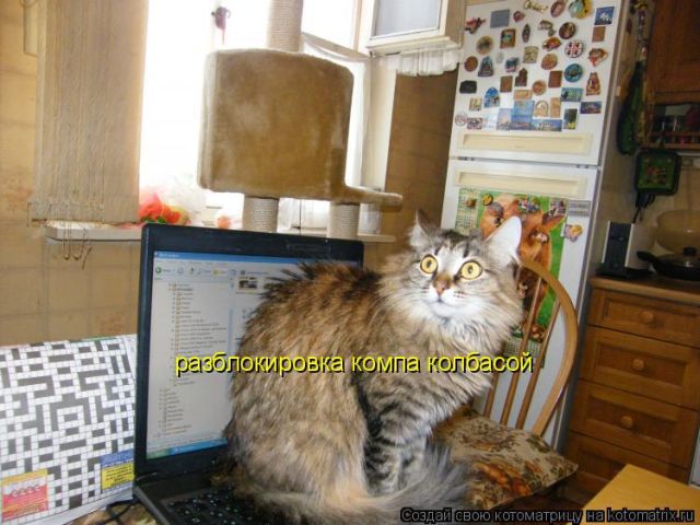 Лучшие котоматрицы недели