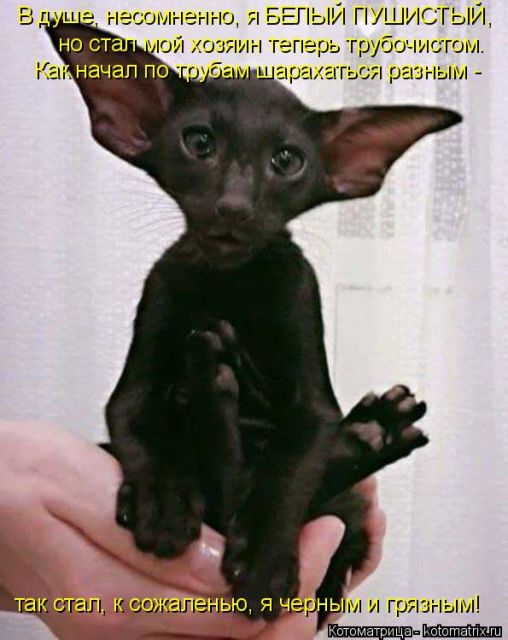 Лучшие котоматрицы недели