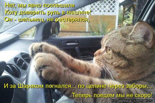 Лучшие котоматрицы недели