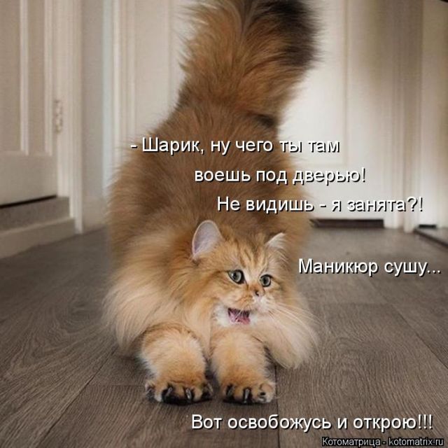 Лучшие котоматрицы недели