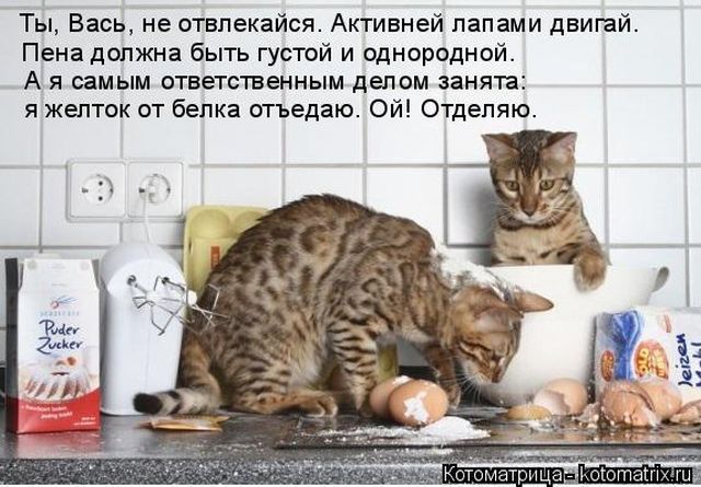 Лучшие котоматрицы недели