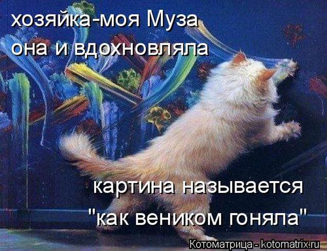 Лучшие котоматрицы недели