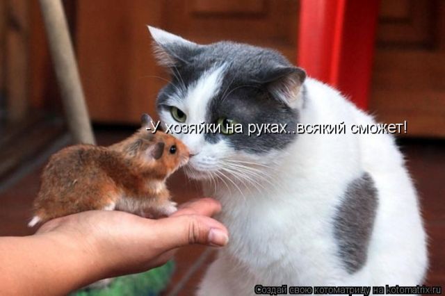 Лучшие котоматрицы недели