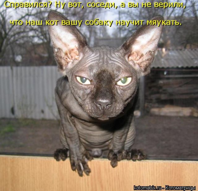 Лучшие котоматрицы недели