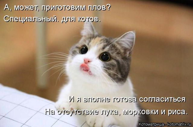 Лучшие котоматрицы недели