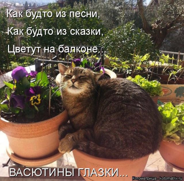 Лучшие котоматрицы недели