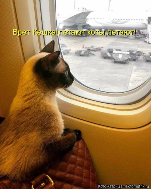 Лучшие котоматрицы недели