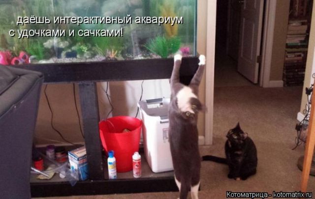 Лучшие котоматрицы недели